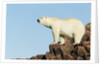 Polar Bear on Harbour Islands, Hudson Bay, Nunavut, Canada by Anonymous