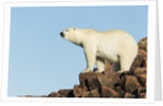 Polar Bear on Harbour Islands, Hudson Bay, Nunavut, Canada by Anonymous