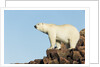 Polar Bear on Harbour Islands, Hudson Bay, Nunavut, Canada by Anonymous