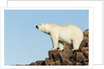 Polar Bear on Harbour Islands, Hudson Bay, Nunavut, Canada by Anonymous