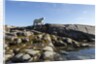 Polar Bear on Harbour Islands, Hudson Bay, Nunavut, Canada by Anonymous