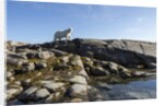 Polar Bear on Harbour Islands, Hudson Bay, Nunavut, Canada by Anonymous