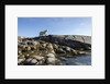 Polar Bear on Harbour Islands, Hudson Bay, Nunavut, Canada by Anonymous