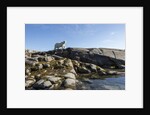 Polar Bear on Harbour Islands, Hudson Bay, Nunavut, Canada by Anonymous