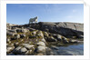 Polar Bear on Harbour Islands, Hudson Bay, Nunavut, Canada by Anonymous