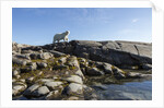 Polar Bear on Harbour Islands, Hudson Bay, Nunavut, Canada by Anonymous