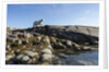 Polar Bear on Harbour Islands, Hudson Bay, Nunavut, Canada by Anonymous