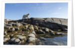 Polar Bear on Harbour Islands, Hudson Bay, Nunavut, Canada by Anonymous