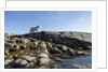 Polar Bear on Harbour Islands, Hudson Bay, Nunavut, Canada by Anonymous