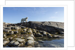 Polar Bear on Harbour Islands, Hudson Bay, Nunavut, Canada by Anonymous