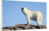 Polar Bear on Harbour Islands, Hudson Bay, Nunavut, Canada by Anonymous