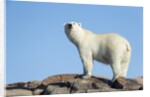 Polar Bear on Harbour Islands, Hudson Bay, Nunavut, Canada by Anonymous