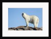 Polar Bear on Harbour Islands, Hudson Bay, Nunavut, Canada by Anonymous