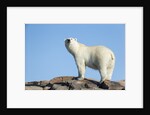 Polar Bear on Harbour Islands, Hudson Bay, Nunavut, Canada by Anonymous
