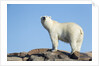 Polar Bear on Harbour Islands, Hudson Bay, Nunavut, Canada by Anonymous