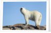 Polar Bear on Harbour Islands, Hudson Bay, Nunavut, Canada by Anonymous