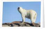 Polar Bear on Harbour Islands, Hudson Bay, Nunavut, Canada by Anonymous