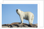 Polar Bear on Harbour Islands, Hudson Bay, Nunavut, Canada by Anonymous