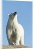 Polar Bear on Harbour Islands, Hudson Bay, Nunavut, Canada by Anonymous