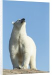 Polar Bear on Harbour Islands, Hudson Bay, Nunavut, Canada by Anonymous
