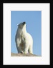 Polar Bear on Harbour Islands, Hudson Bay, Nunavut, Canada by Anonymous