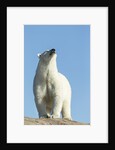 Polar Bear on Harbour Islands, Hudson Bay, Nunavut, Canada by Anonymous
