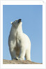 Polar Bear on Harbour Islands, Hudson Bay, Nunavut, Canada by Anonymous