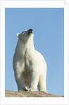 Polar Bear on Harbour Islands, Hudson Bay, Nunavut, Canada by Anonymous