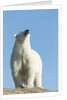 Polar Bear on Harbour Islands, Hudson Bay, Nunavut, Canada by Anonymous