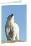 Polar Bear on Harbour Islands, Hudson Bay, Nunavut, Canada by Anonymous