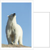 Polar Bear on Harbour Islands, Hudson Bay, Nunavut, Canada by Anonymous