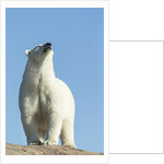 Polar Bear on Harbour Islands, Hudson Bay, Nunavut, Canada by Anonymous