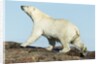 Polar Bear on Harbour Islands, Hudson Bay, Nunavut, Canada by Anonymous