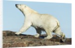 Polar Bear on Harbour Islands, Hudson Bay, Nunavut, Canada by Anonymous
