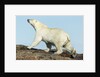Polar Bear on Harbour Islands, Hudson Bay, Nunavut, Canada by Anonymous