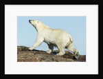 Polar Bear on Harbour Islands, Hudson Bay, Nunavut, Canada by Anonymous