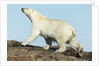 Polar Bear on Harbour Islands, Hudson Bay, Nunavut, Canada by Anonymous