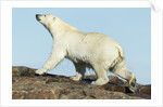 Polar Bear on Harbour Islands, Hudson Bay, Nunavut, Canada by Anonymous