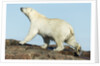 Polar Bear on Harbour Islands, Hudson Bay, Nunavut, Canada by Anonymous