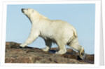 Polar Bear on Harbour Islands, Hudson Bay, Nunavut, Canada by Anonymous