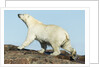 Polar Bear on Harbour Islands, Hudson Bay, Nunavut, Canada by Anonymous