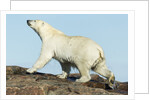 Polar Bear on Harbour Islands, Hudson Bay, Nunavut, Canada by Anonymous