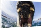 Swimming Polar Bear, Hudson Bay, Nunavut, Canada by Anonymous