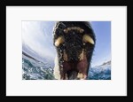 Swimming Polar Bear, Hudson Bay, Nunavut, Canada by Anonymous
