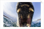 Swimming Polar Bear, Hudson Bay, Nunavut, Canada by Anonymous