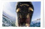 Swimming Polar Bear, Hudson Bay, Nunavut, Canada by Anonymous