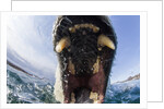 Swimming Polar Bear, Hudson Bay, Nunavut, Canada by Anonymous