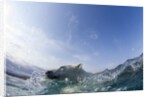 Swimming Polar Bear, Hudson Bay, Nunavut, Canada by Anonymous