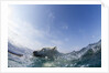 Swimming Polar Bear, Hudson Bay, Nunavut, Canada by Anonymous