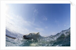 Swimming Polar Bear, Hudson Bay, Nunavut, Canada by Anonymous